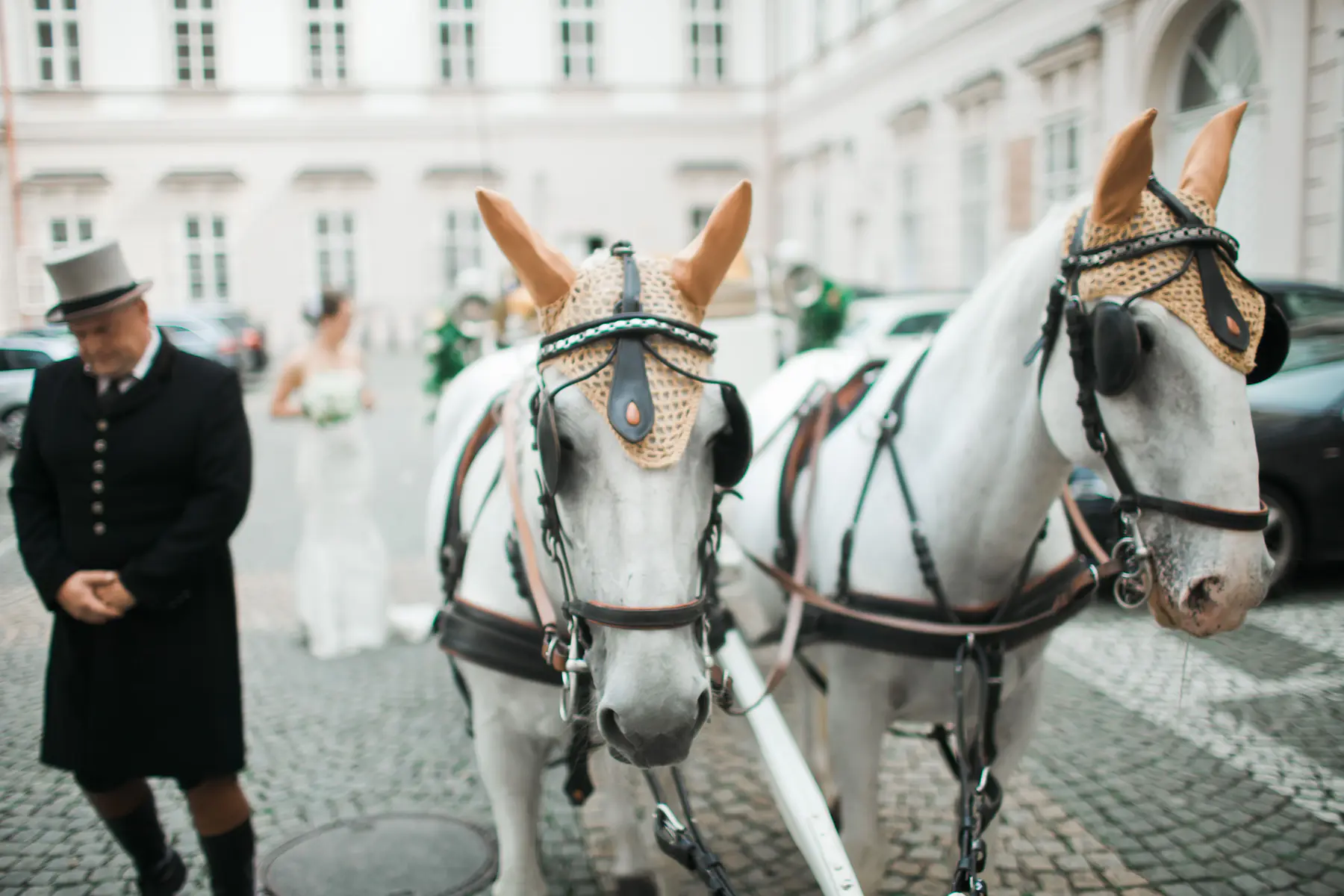 A documentary frame of white carriage horses, framed by the beautiful Baroque architecture of Salzburg.