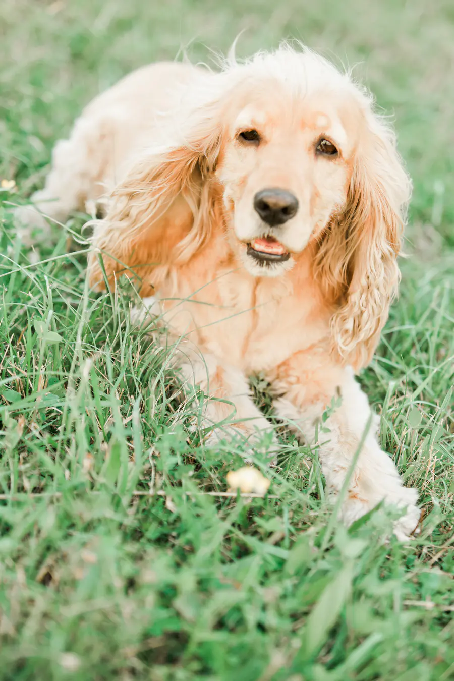 dog sitting in the grass