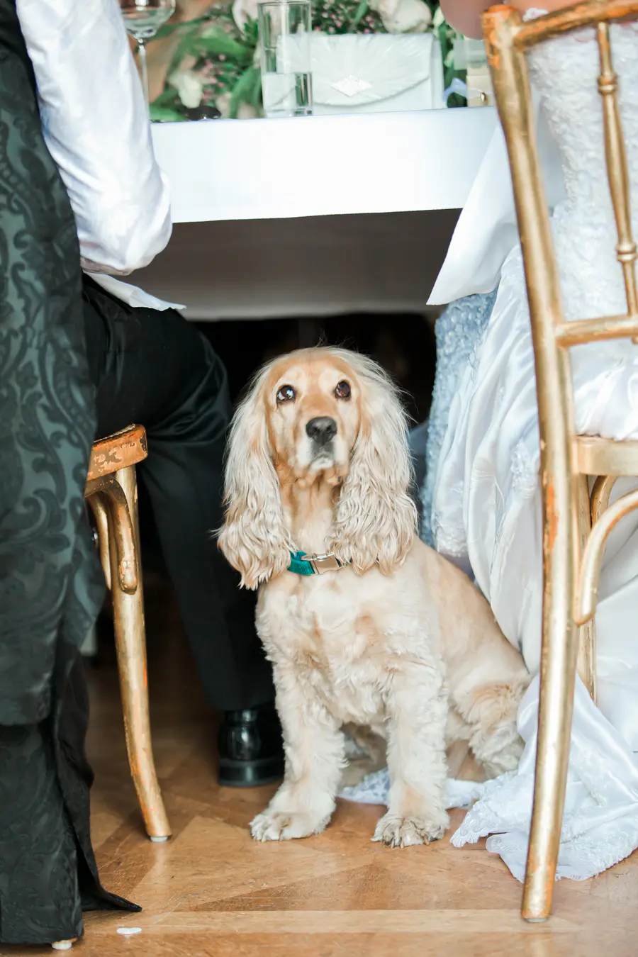 dog during wedding dinner